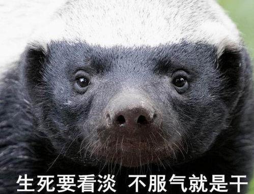 平头哥最新爆料 第3张 平头哥最新爆料 第3张